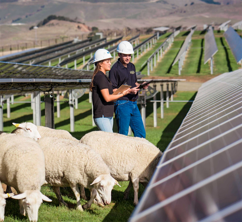 Two students examine solar panels surrounded by sheep