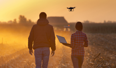 Two people walking through farm with a drone