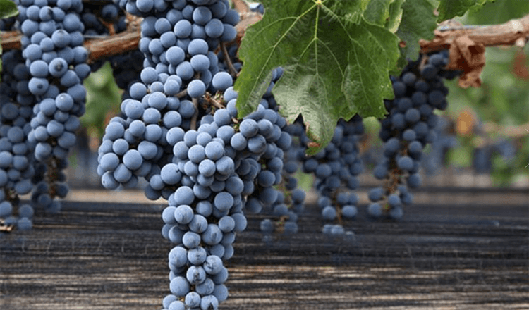 Grapes hanging from a vine